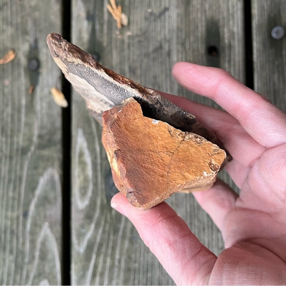 Petrified Wood 2 Piece Set - Picture 6 of 16